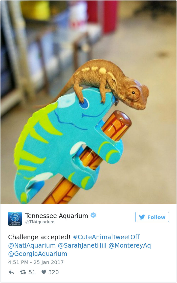 cute-zoo-animal-tweet-off-7