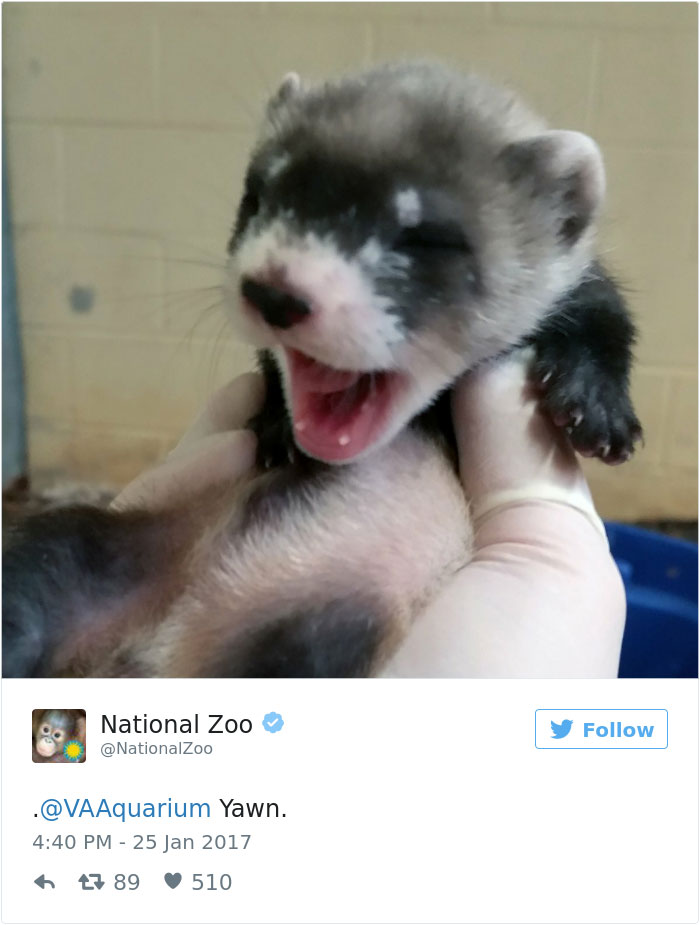 cute-zoo-animal-tweet-off-6
