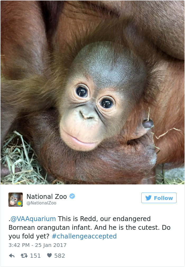 cute-zoo-animal-tweet-off-17