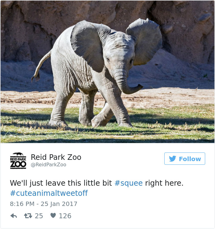 cute-zoo-animal-tweet-off-11