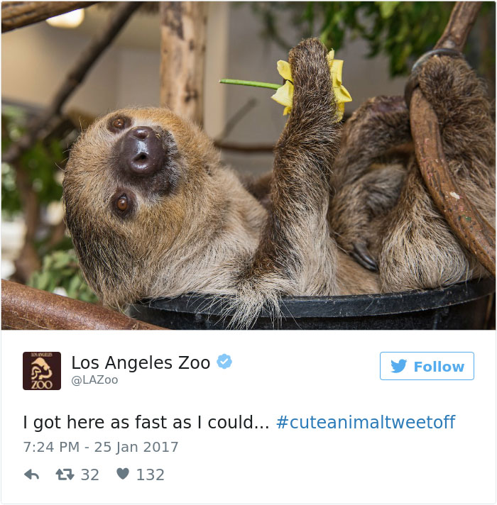 cute-zoo-animal-tweet-off-10