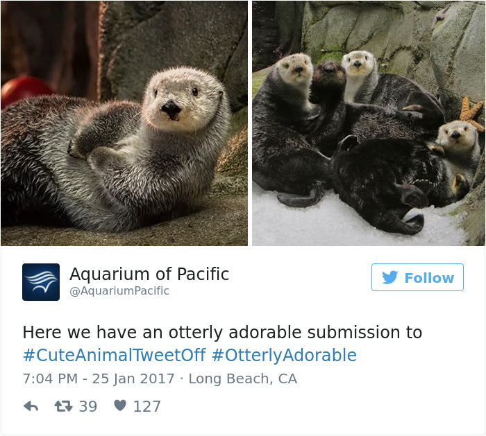 cute-zoo-animal-tweet-off-9