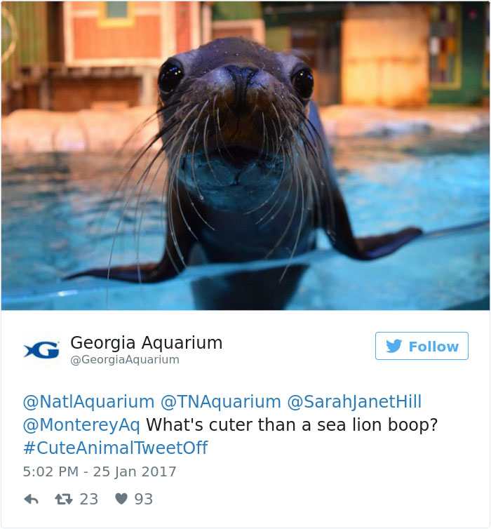 cute-zoo-animal-tweet-off-8