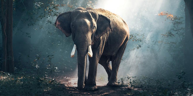 Slon u prirodi na Tajlandu
