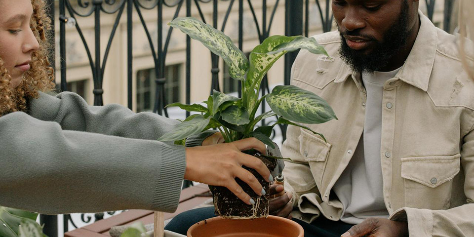 Dvoje ljudi presađuju zelenu sobnu biljku u glinenu saksiju