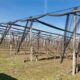 Voćnjak trešnje u punom rodu, 1.5 Ha, Srbobran